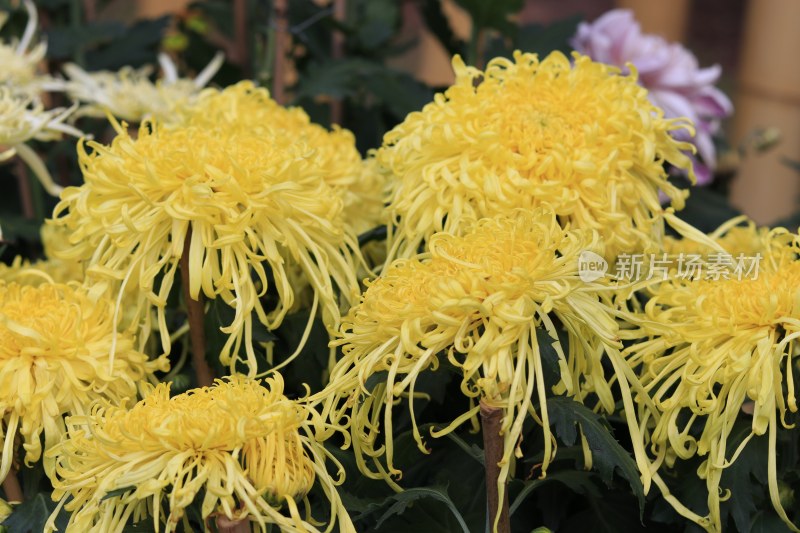 黄色菊花 丝状菊花 金丝菊花 