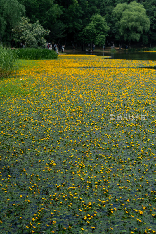 满池黄色花朵（荇菜花）盛开的自然风光