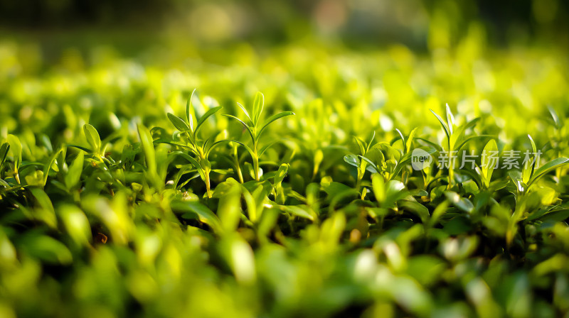 绿色茶叶生长植物自然风光茶园种植园乡村