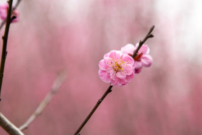 粉色的花