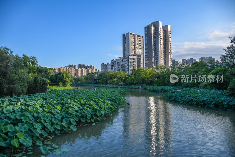 夏日的福州金山公园荷花