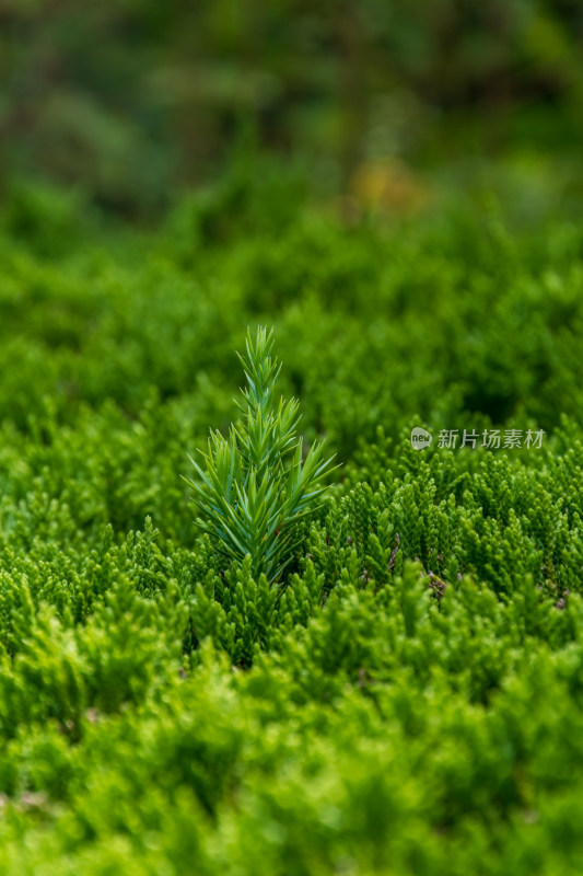 绿色草丛中的单株植物