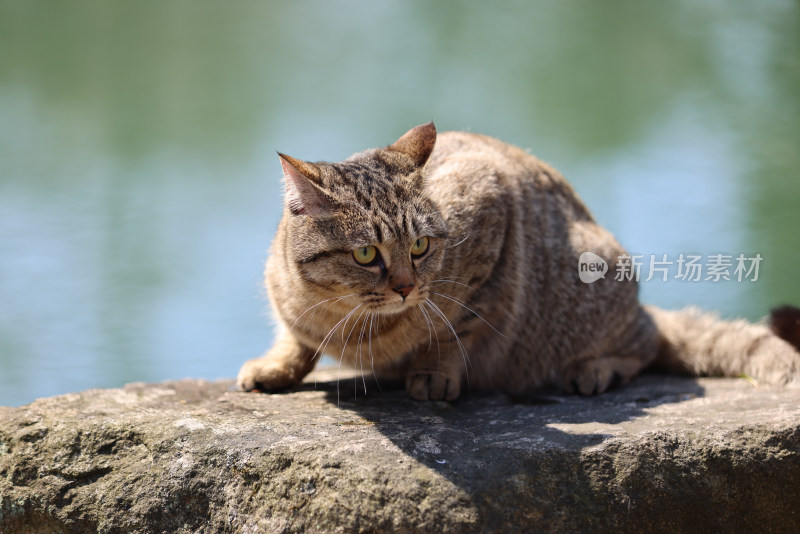 杭州西湖花港观鱼的流浪猫狸花猫