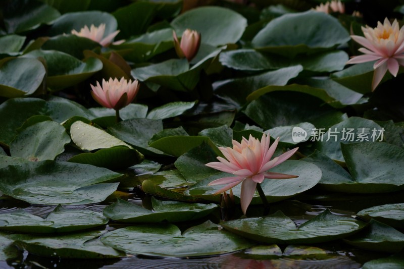 池塘中央的荷花特写