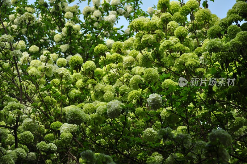 长沙风光  长沙街景 长沙城景  自然风景