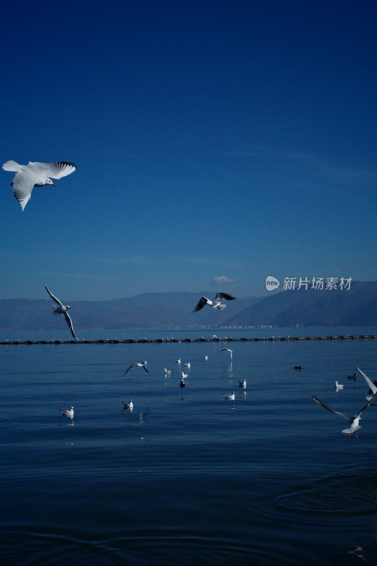 洱海上飞翔与浮游的西伯利亚海鸥