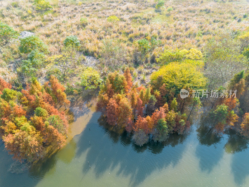 福州多彩树林沿水域分布的自然风景航拍