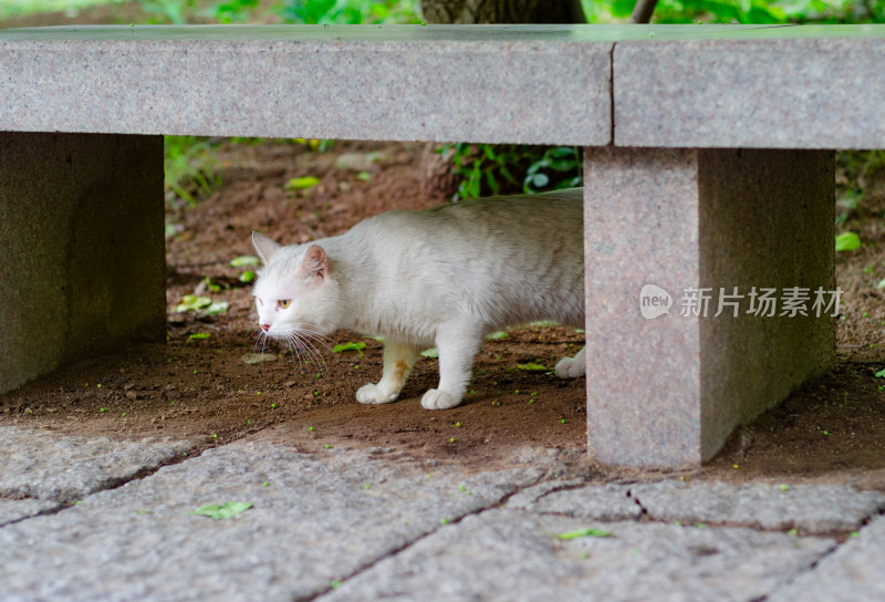 公园里一只白色的流浪猫从石椅下走出来