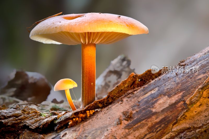 野生菌蘑菇生长环境菌类山菌