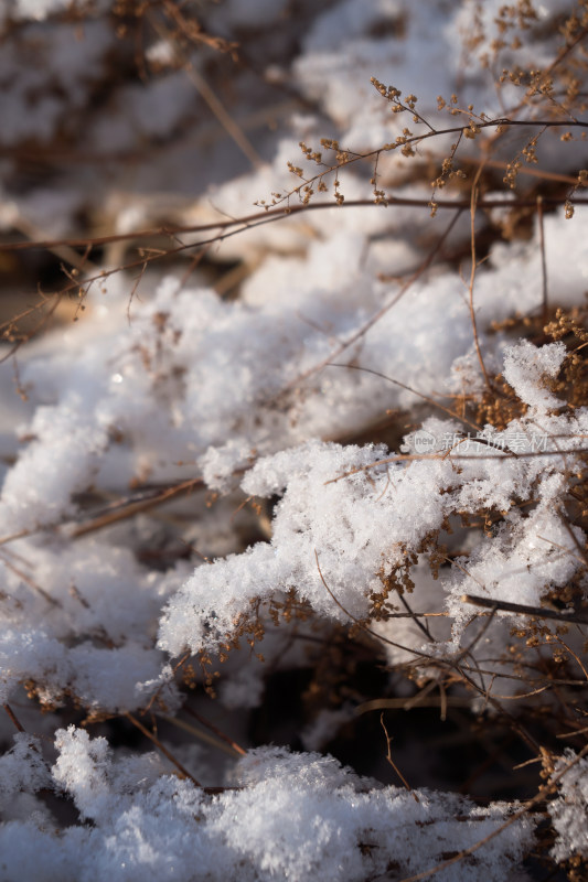 冬天干枯植物上的积雪