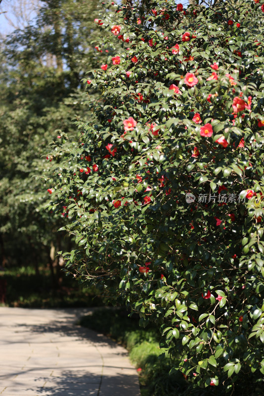 杭州西湖花港观鱼的红色山茶花