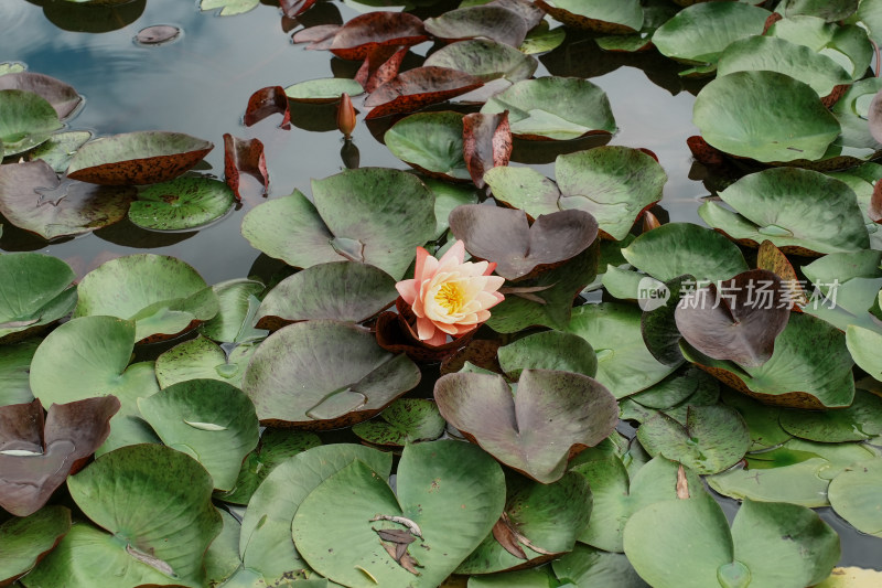 北京国家植物园睡莲