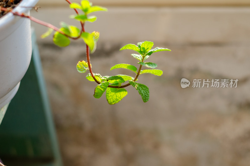 阳台花盆中伸出的一枝薄荷