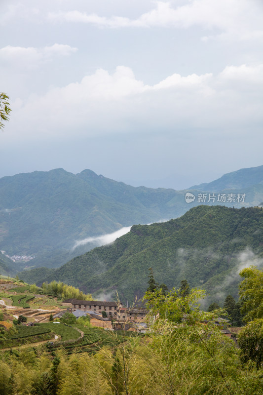 山间林海