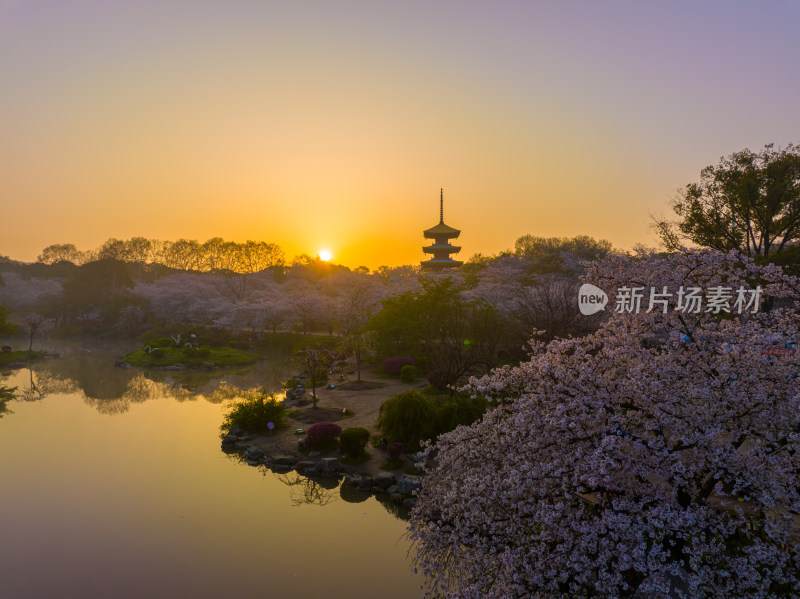 武汉东湖磨山樱花园樱花盛开