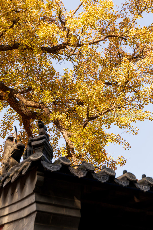 山东济南淌豆寺秋天黄色千年银杏树叶美景