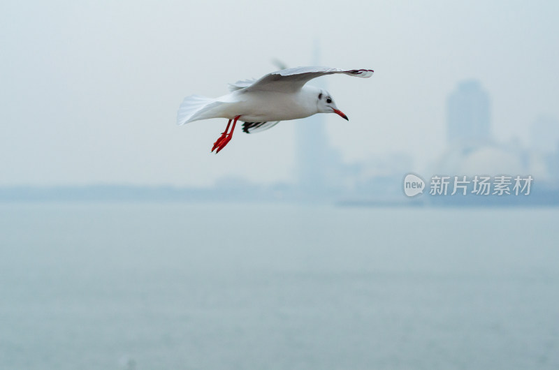 青岛栈桥，在海上飞翔的一只海鸥