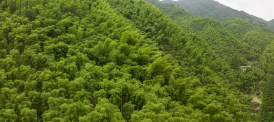 浙江省湖州安吉青山绿水竹山竹海航拍