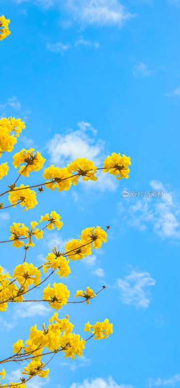 春天佛山澜石公园盛开的黄花风铃木