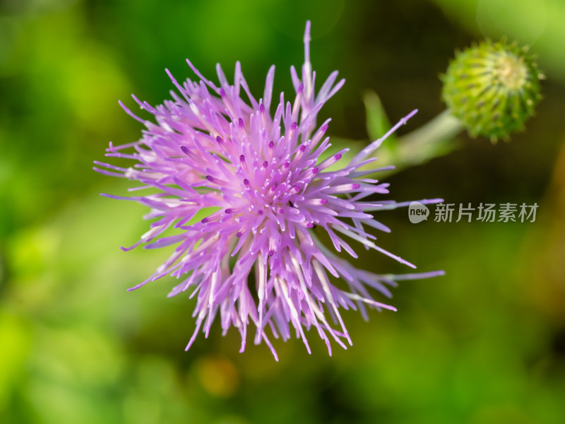 春天野外的小蓟草开花