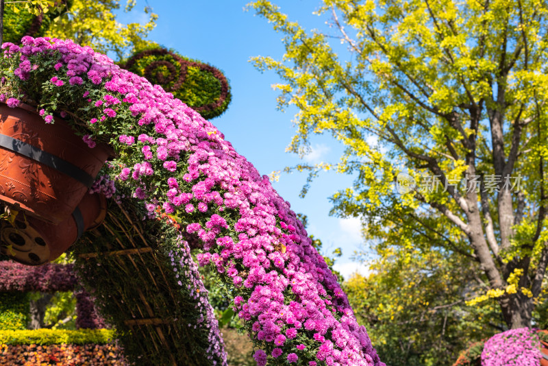 上海嘉定汇龙潭菊花展