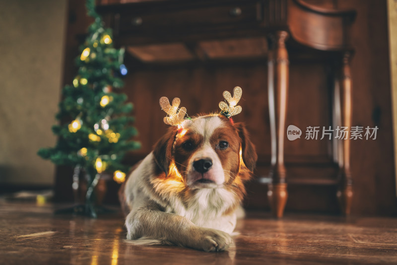 室内一只圣诞节装扮的可爱牧羊犬