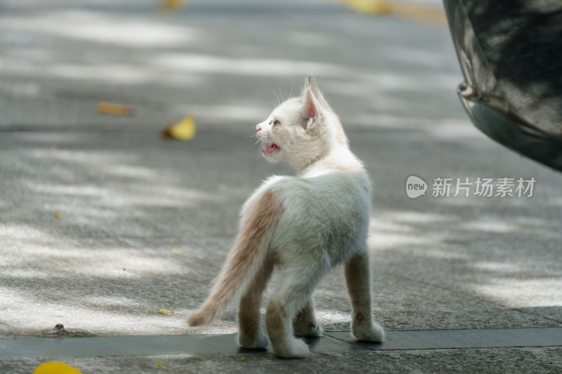 户外的流浪小猫