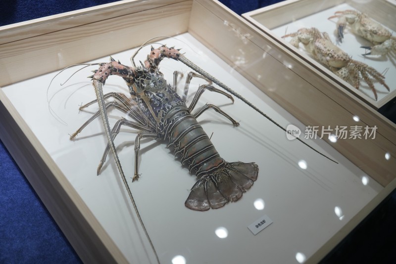 海洋馆中展示的杂色龙虾标本