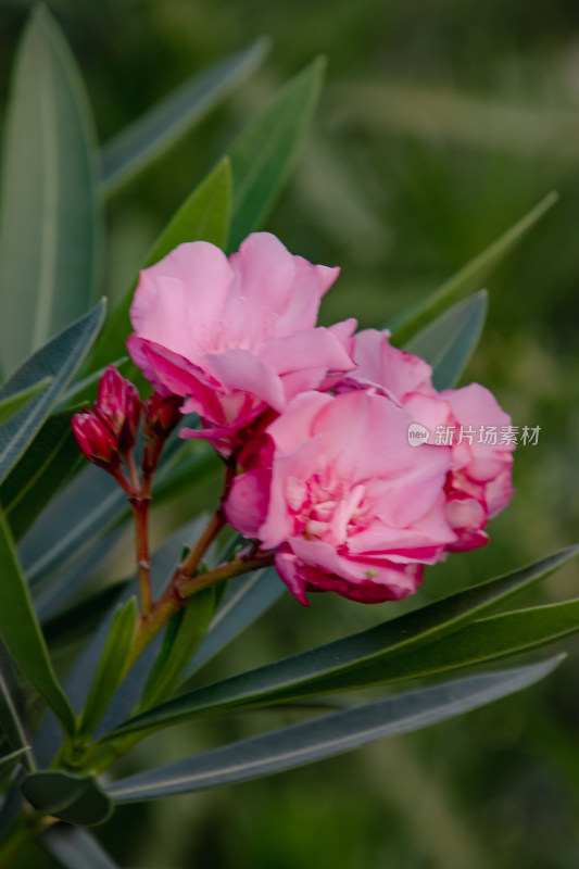 夹竹桃花朵开放特写