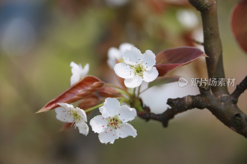 梨树开满梨花