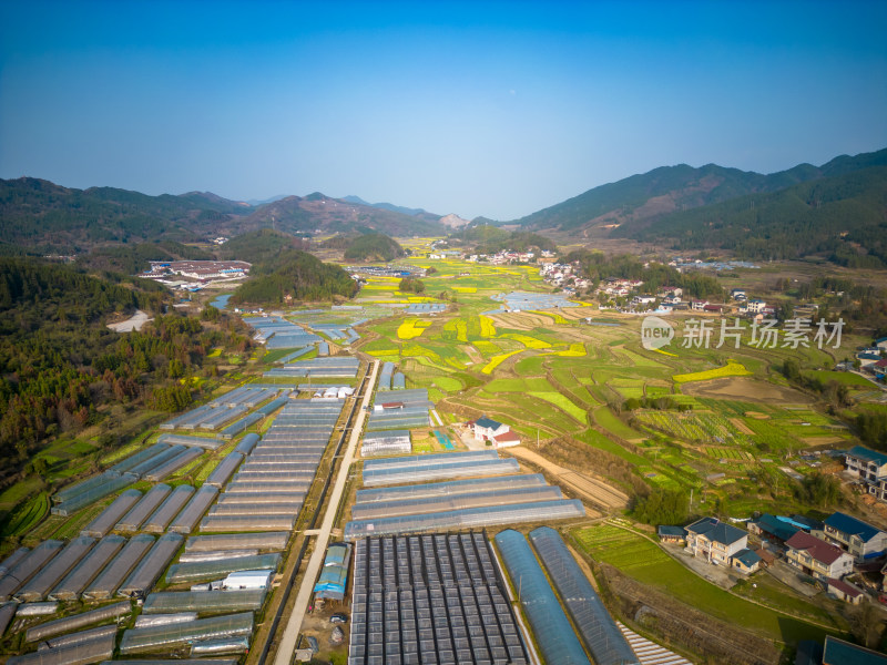 美丽乡村田园农业种植油菜花航拍图