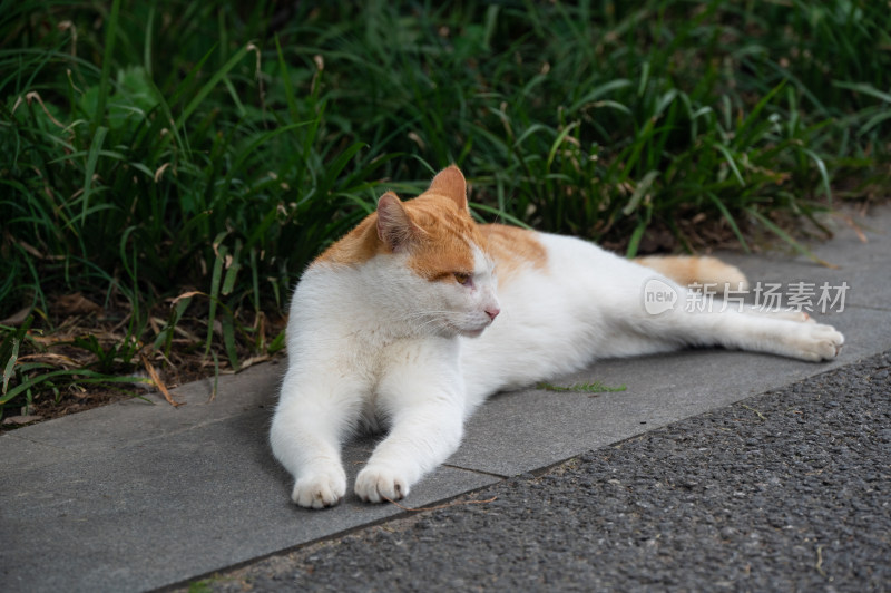 猫咪的路边午后时光