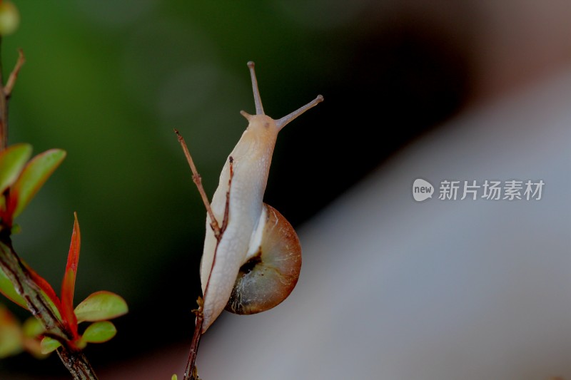 小蜗牛在植物上爬动