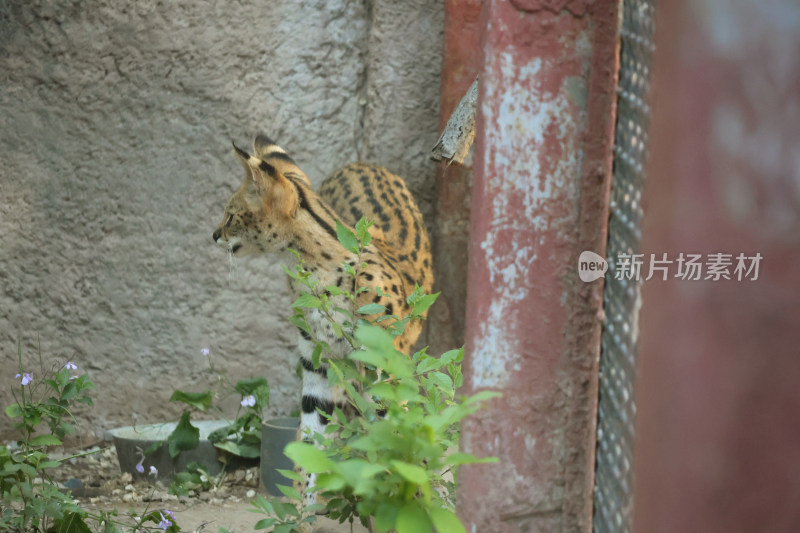 站立的薮猫侧面特写
