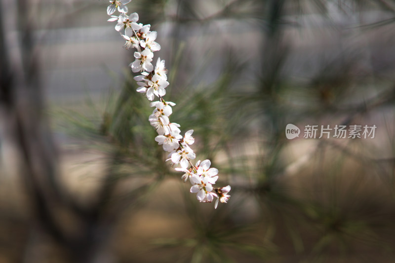 一枝杏花开放在春天