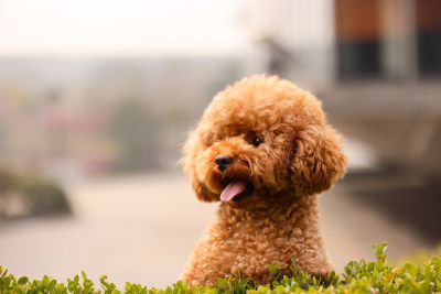 一只草丛里翘首以盼的泰迪犬