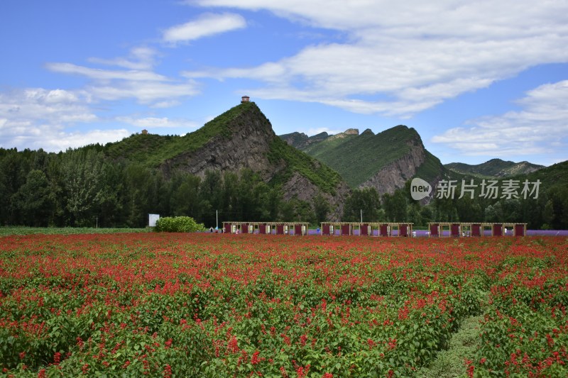 北京花海