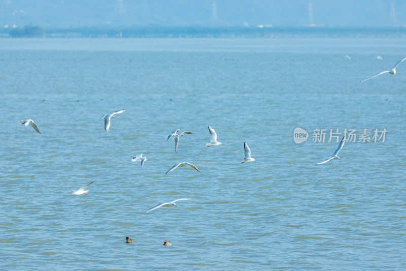 海面上飞翔的海鸥