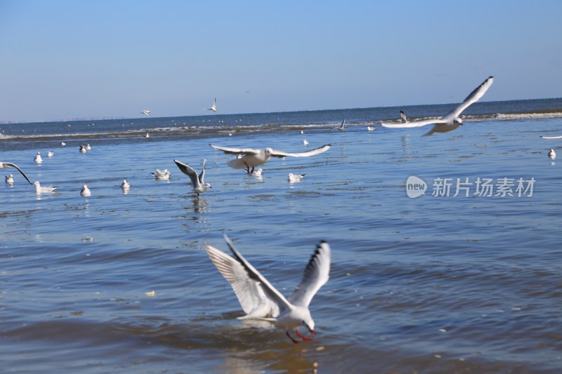 海边飞翔觅食的海鸥