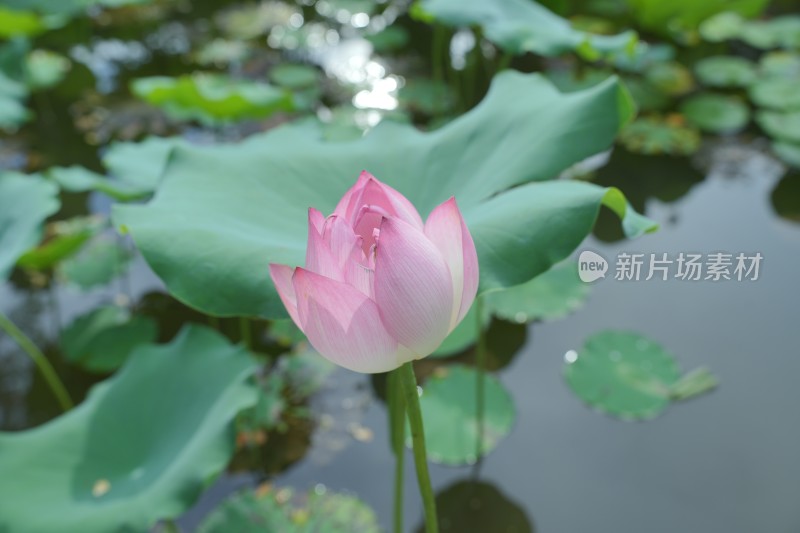 荷塘里的荷花