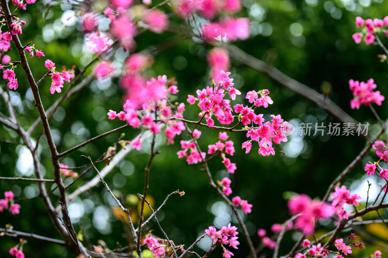 盛开的粉色樱花枝条