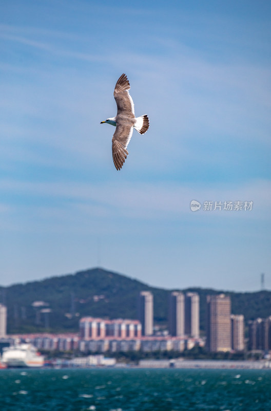 山东威海海天之间飞翔的海鸥