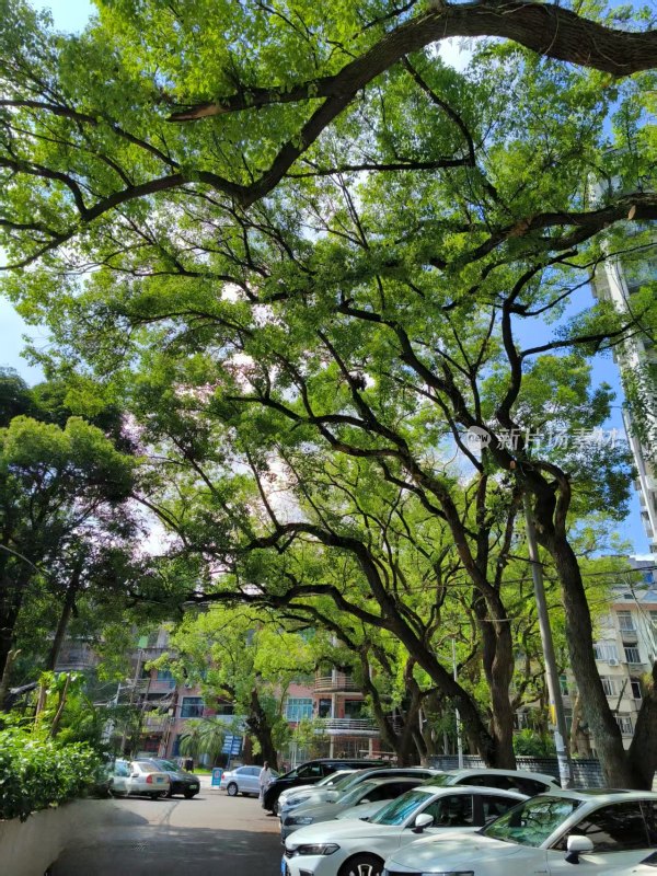 茂盛枝叶下的街道车辆景象