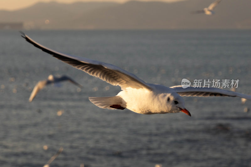 飞翔中的海鸥