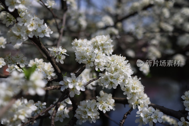 春天盛开的李子花特写