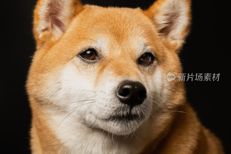 日本柴犬宠物狗写真