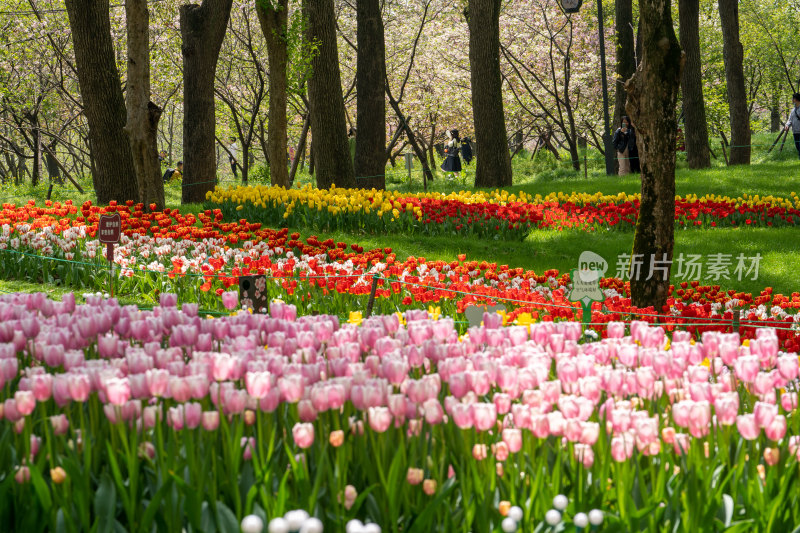 武汉东湖樱花园的郁金香花海