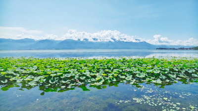 云南大理苍山洱海荷花