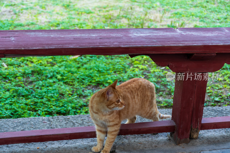 红棕色长椅旁的橘猫