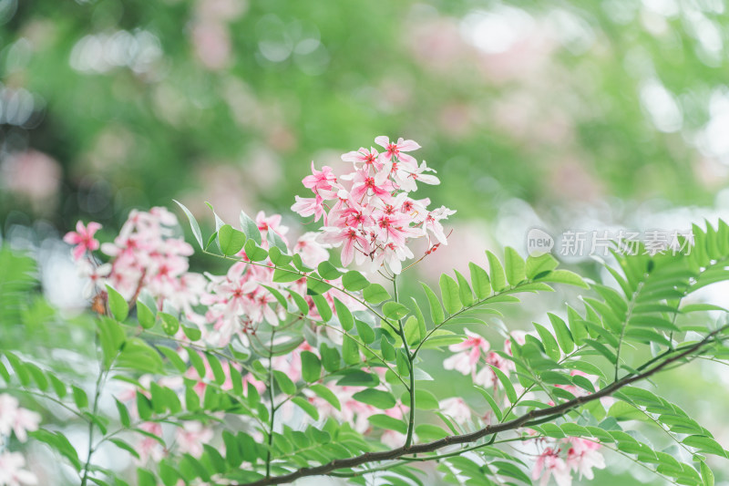 公园里盛开的节荚决明花